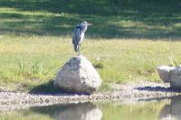 Ardea cinerea