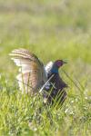 Phasianus colchicus