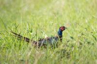 Phasianus colchicus