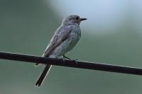 Muscicapa striata