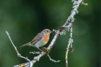 Erithacus rubecula