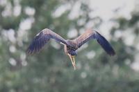 Ardea purpurea