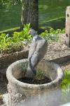 Columba palumbus