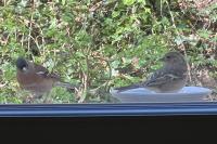 Fringilla coelebs