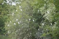 Bubulcus ibis