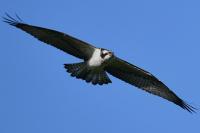 Pandion haliaetus