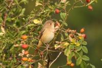 Phoenicurus phoenicurus