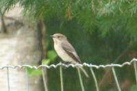 Ficedula hypoleuca