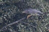 Nycticorax nycticorax