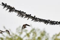 Hirundo rustica