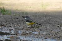 Motacilla cinerea