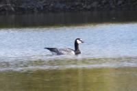 Branta leucopsis