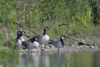 Branta leucopsis