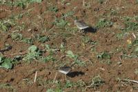 Calidris pugnax