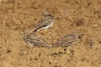 Burhinus oedicnemus