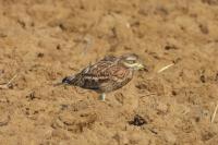 Burhinus oedicnemus