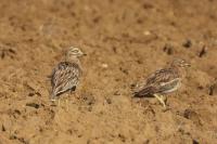 Burhinus oedicnemus