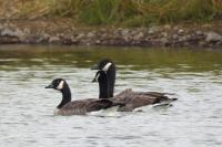Branta canadensis