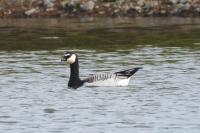 Branta leucopsis
