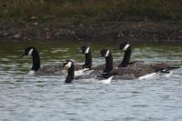 Branta leucopsis