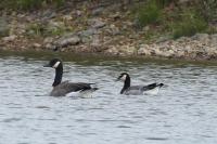 Branta leucopsis
