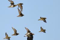Pluvialis apricaria