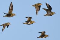 Pluvialis apricaria