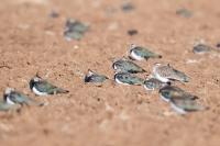 Vanellus gregarius