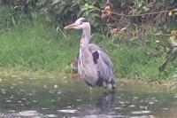 Ardea cinerea