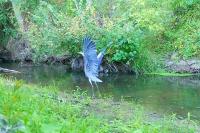 Ardea cinerea