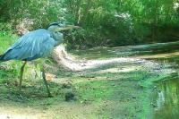 Ardea cinerea