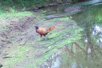 Phasianus colchicus