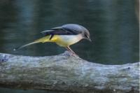 Motacilla cinerea