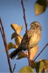 Emberiza cirlus