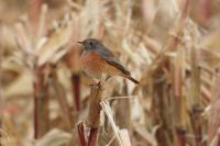 Phoenicurus phoenicurus
