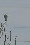 Elanus caeruleus