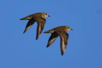 Pluvialis apricaria