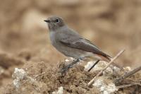 Phoenicurus ochruros