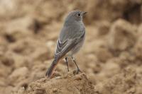 Phoenicurus ochruros