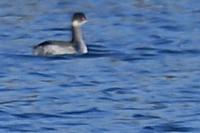 Podiceps nigricollis