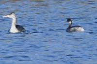 Podiceps nigricollis