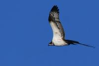 Pandion haliaetus