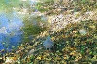 Columba palumbus