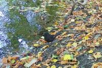 Turdus merula