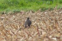 Falco peregrinus