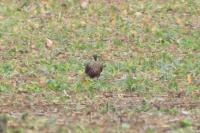 Falco peregrinus