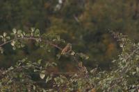 Emberiza cirlus