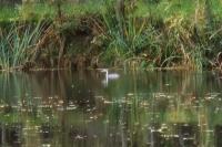 Podiceps cristatus