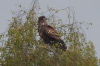 Haliaeetus albicilla