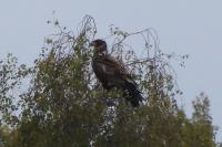 Haliaeetus albicilla